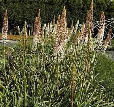 Steppenkerze Ruiters - Eremurus isabellinus