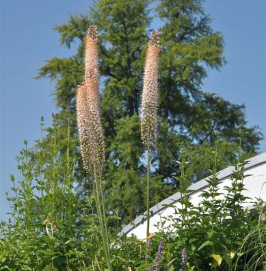 Steppenkerze Romance - Eremurus isabellinus