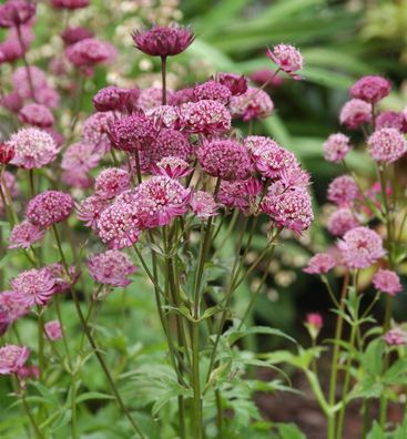 Sterndolde Star of Beauty - Astrantia major