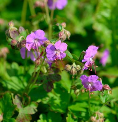 Storchenschnabel Cambridge - Geranium cantabrigiense