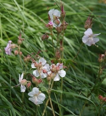 Storchenschnabel Saint Ola - Geranium cantabrigiense