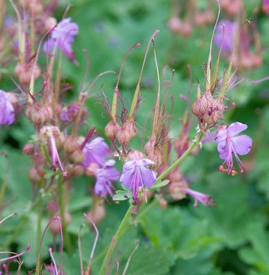 Balkanstorchschnabel Camce - Geranium macrorrhizum