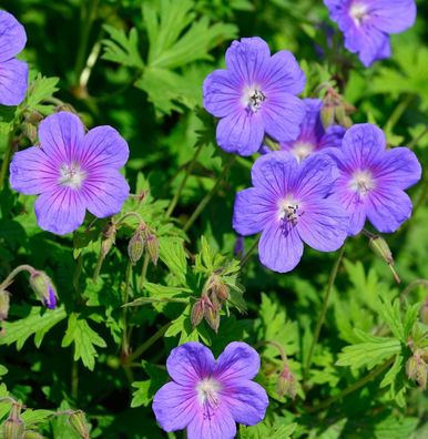 Himalayastorchschnabel Gravetye - Geranium himalayense