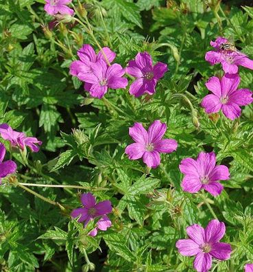Storchenschnabel Rosenlicht - Geranium oxonianum