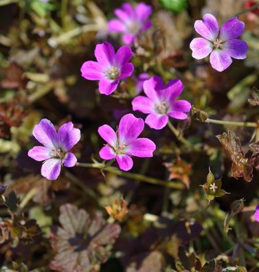 Storchenschnabel Orkney Cherry - Geranium cultorum