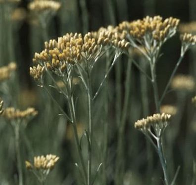 Strohblume Dwarf - Currystrauch - Helichrysum italicum