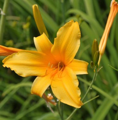 Taglilie August Orange - Hemerocallis cultorum