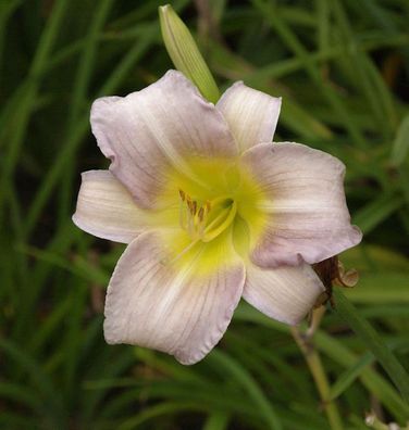Taglilie Catherine Woodberry - Hemerocallis