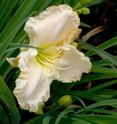 Taglilie Snowy Apparition - Hemerocallis
