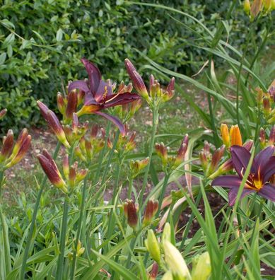 Taglilie Black Arrowhead - Hemerocallis