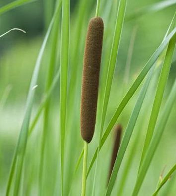 Schmalblättriger Rohrkolben - Typha angustifolia