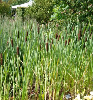 Breitblättriger Rohrkolben - Typha latifolia