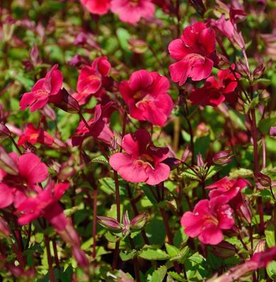 Gauklerblume Roter Kaiser - Mimulus cupreus