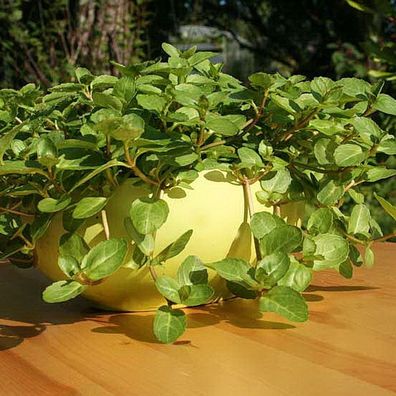 Bachbunge - Veronica beccabunga
