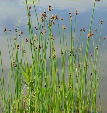 Gewöhnliche Teichsimse - Schoenoplectus lacustris