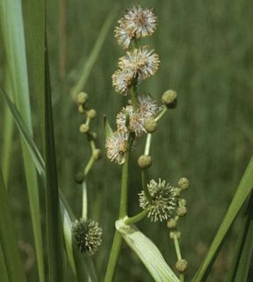 Aufrechter Igelkolben - Sparganium erectum