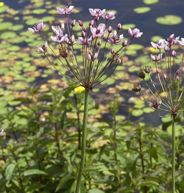 Blumenbinse - Butomus umbellatus