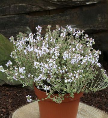 Echter Zitronen Thymian Orange Scent - Thymus citriodorus