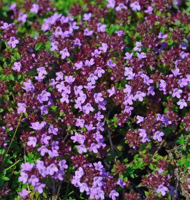 Kümmel Thymian - Thymus herba-barona