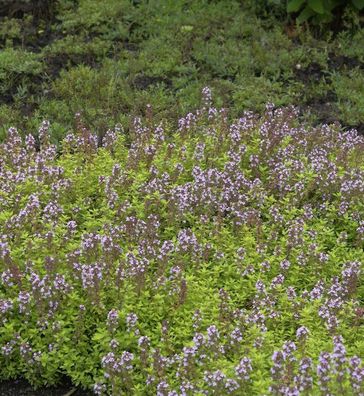 Echter Zitronen Thymian Lammefjord - Thymus citriodorus