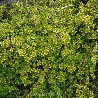 Echter Zitronen Thymian Golden King - Thymus citriodorus