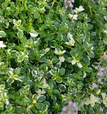 Breitblättrige Thymian Foxley - Thymus pulegioides