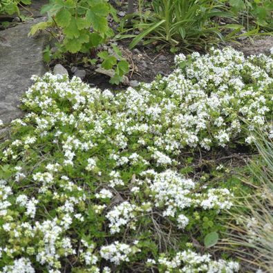 Zitronenquendel Amade - Thymus praecox