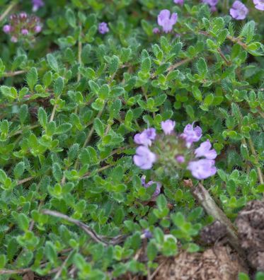 Teppich Thymian Duftkissen - Thymus cherlerioides