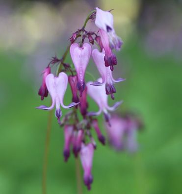 Zwergherzblume - Dicentra eximia
