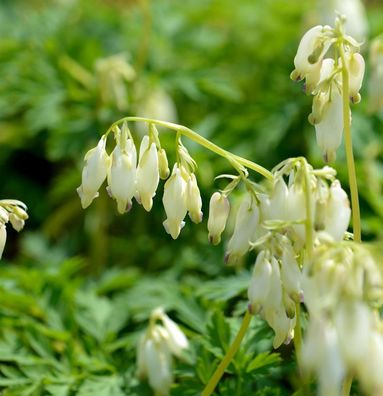 Zwergherzblume Langtrees - Dicentra formosa