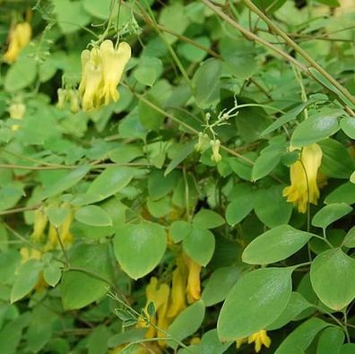 Gelbe kletternde Herzblume - Dicentra scandens