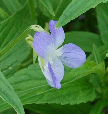 Hohes Veilchen - Viola elatior