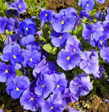 Hornveilchen Martin - Viola cornuta