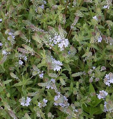 Niederliegender Garten Ehrenpreis - Veronica prostrata