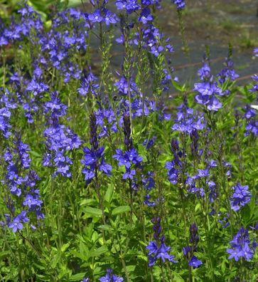 Veronika Österreichischer Ehrenpreis Royal Blue - Veronica austriaca
