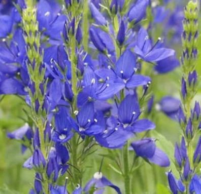 Veronika Österreichischer Ehrenpreis Shirley Blue - Veronica austriaca
