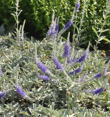 Silberblatt Ehrenpreis - Veronica spicata