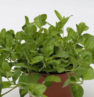 Waldehrenpreis - Veronica officinalis