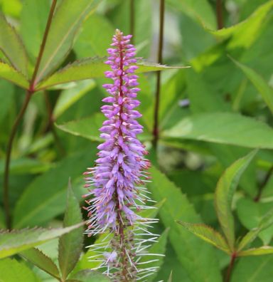 Virginischer Riesen Ehrenpreis Apollo - Veronicastrum virginicum