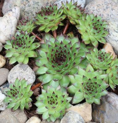 Hauswurz Mettenianum - Sempervivum tectorum
