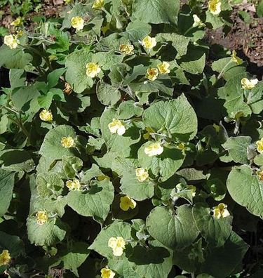 Herzblattwurz - Saruma henryi