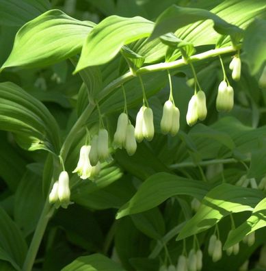 Quirlblättriger Salomonssiegel - Polygonatum verticillatum