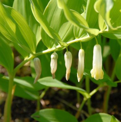 Vielblütige Weißwurz Giganteum - Polygonatum multiflorum