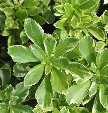 Schattengrün Dickmännchen Variegata - Pachysandra terminalis