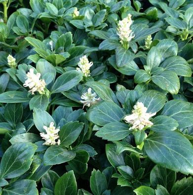 10x Schattengrün Dickmännchen Green Carpet - Pachysandra terminialis
