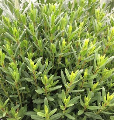 weißer Ysop - Hyssopus officinalis