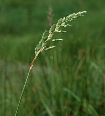 Rohrglanzgras - Phalaris arundinacea