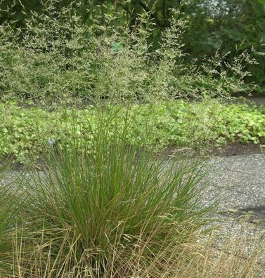 Rasen Schmiele - Deschampsia cespitosa