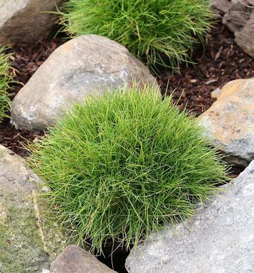 Bärenfellschwingel Pic Carlit - Festuca gautieri
