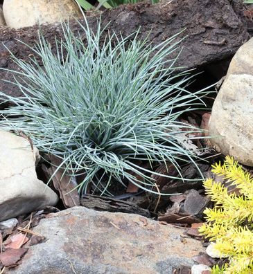 Schafschwingel Blaufuchs - Festuca ovina